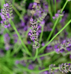 blossomed flower of lavender