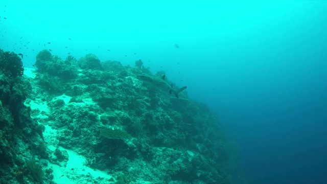 Whitetip Reef Shark on the edge of a coral reef. 4k footage