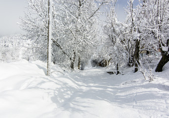 snow landscape
