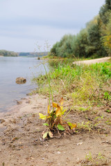 Landscape with the image of river side