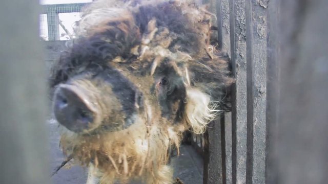Mangalitsa pig itching in the yard