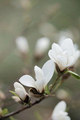 White magnolia branch with flowers and buds in spring