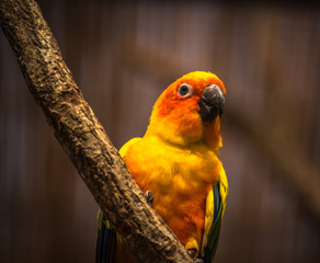 Colorful parrot yellow