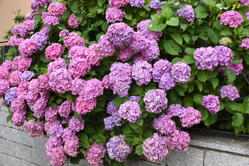 ortensia giardino orchidee giardinaggio primavera estate aiuola spettacolo fiorire 