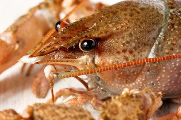 Crayfish close up