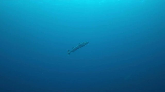 Great Barracuda in blue water. 4k footage