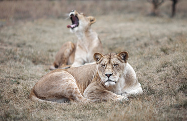 Naklejka na ściany i meble Lioness female (Panthera leo) profile view. lioness in the savanna