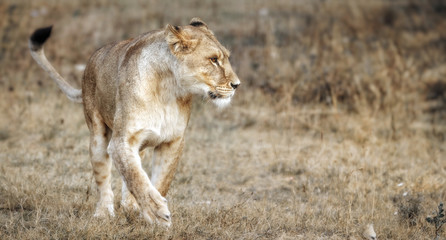 Lioness female (Panthera leo) profile view. lioness in the savanna