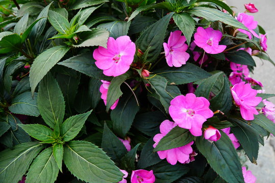 Impatiens - Flei&szlig;ige Lieschen