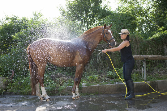 Woman on ranch washing horse using garden hose