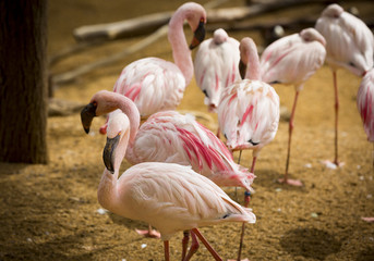 Fototapeta na wymiar Lesser Flamingo (Phoeniconaias minor) - Phoenicopteridae family 