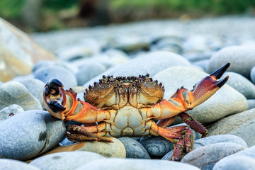 Wild sea crab with threatening claws in defending pose at summer seaside on grey rocky beach background
