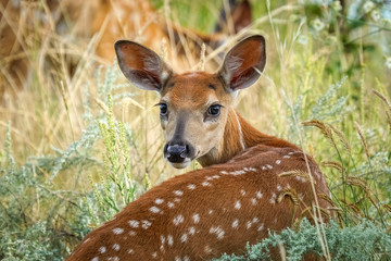 Whitetail Fawn Deer