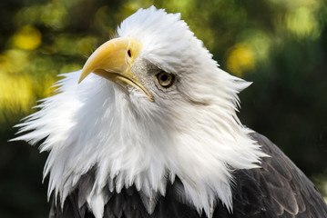 American Bald Eagle