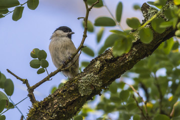 Sumpfmeise (Parus palustris)
