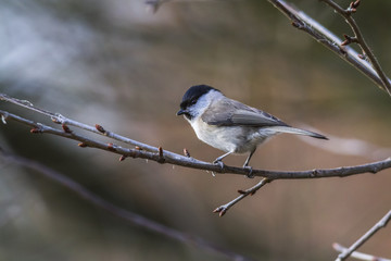 Sumpfmeise (Parus palustris)