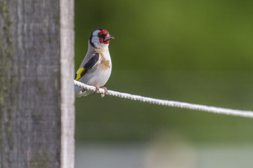 Stieglitz (Carduelis carduelis)