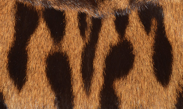 tiger fur background