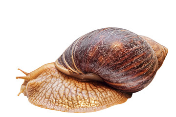 Achatina snail isolated on white background.