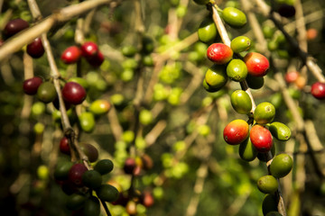 Obraz premium Cafetales mexicanos