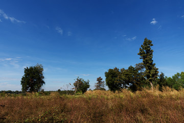 Fototapeta na wymiar view of nature at countryside.