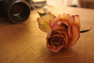 Red rose on table.