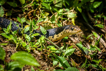 Black snake in Madagascar jungle