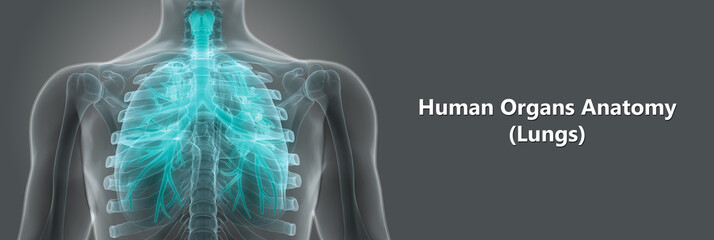Human Body Organs (Lungs Anatomy)