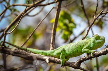 Naklejka na ściany i meble Green chameleon on a tree