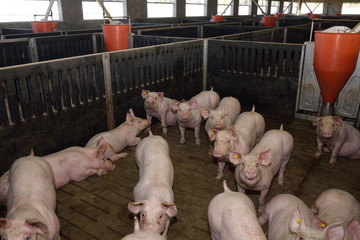 Inside a pig farm for fattening