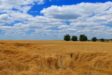 Obraz premium Wheat field against a blue sky