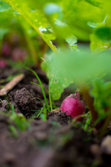 Radishes beginning to poke through the soil