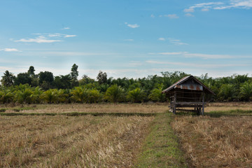  panoramic views of hut on cornfield . farm of farmer at countryside in thailand.