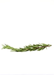 Fototapeta premium Rosemary 