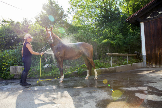 Woman washing horse using garden hose