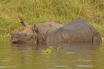 Indian Rhino in a River