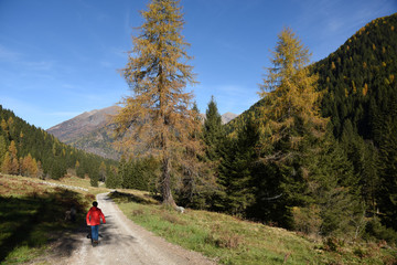 Fototapeta na wymiar camminare nel bosco natura bambini montagna passeggiata bosco montagne