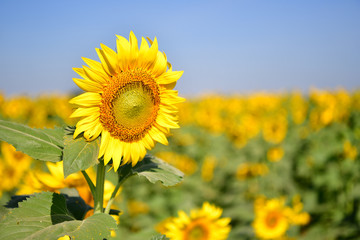 Sunflowers bloom in garden on the autumn.