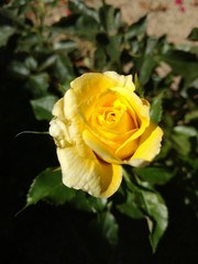 Yellow rose