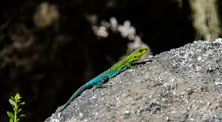 Lizard in National Park Nahuelbuta, South of Chile.