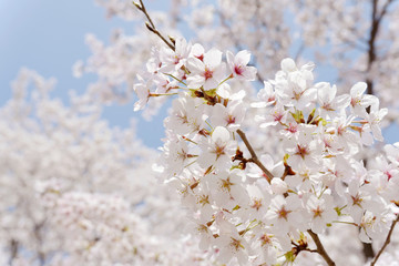 桜