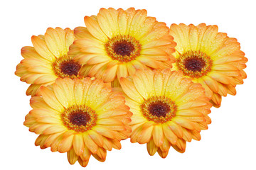 Orange Gerbera flower