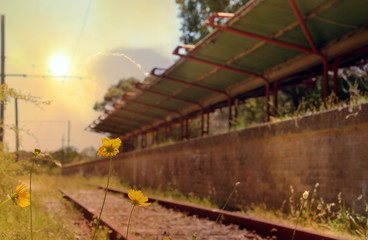 Flowers and weeds on train tracks in front of an abandoned railway station at sunset. Audley, New...