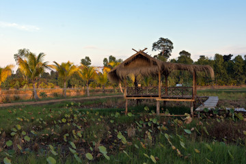 Fototapeta na wymiar panoramic views of hut on cornfield . farm of farmer at countryside in thailand.