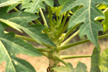 Fototapeta na wymiar Close up of papaya tree.