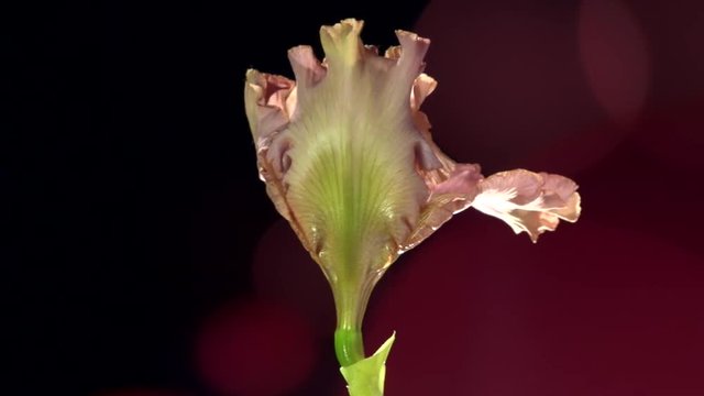 Time Lapse of a flower. Iris blossoming. Time lapse. High speed camera shot. Full HD 1080p. Timelapse 