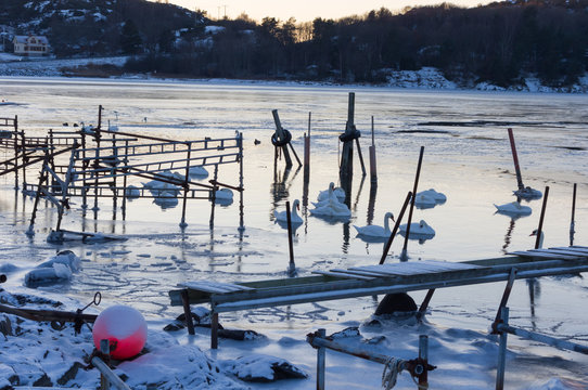 Svanarna i hamnen.