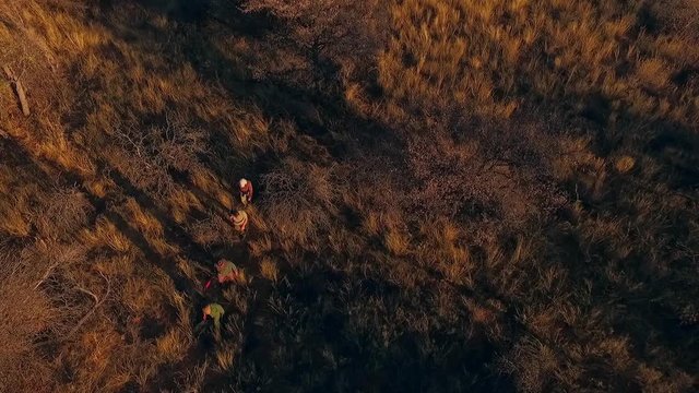 hunters with a gun walking on the savannah in search of prey top view
