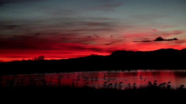 Sandhill Roosting Sunset - Sandhill cranes arrive at the ponds and roost for the night just as the sun is setting.  Bosque del Apache Wildlife Refuge, New Mexico.