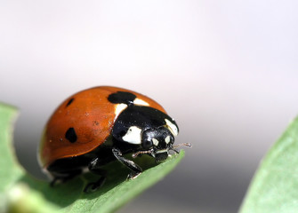 Ladybug